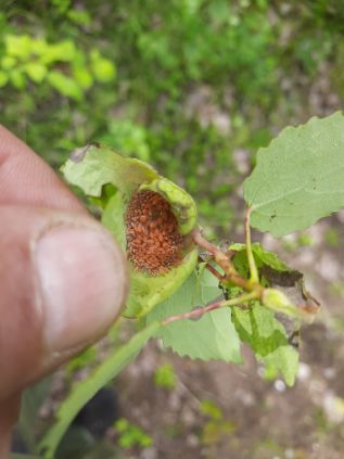 Инвентаризация фауны тлей (Insecta, Homoptera, Aphidinae) Государственного природного заповедника «Тунгусский» и прилегающих территорий