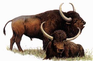 Останки  древнего бизона обнаружены на территории заповедника «Тунгусский» 